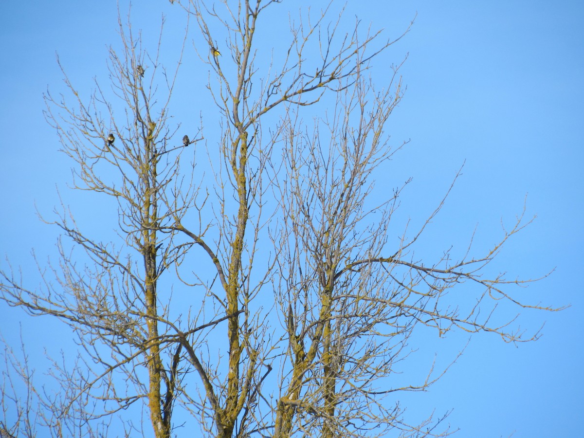 Evening Grosbeak - ML646593867