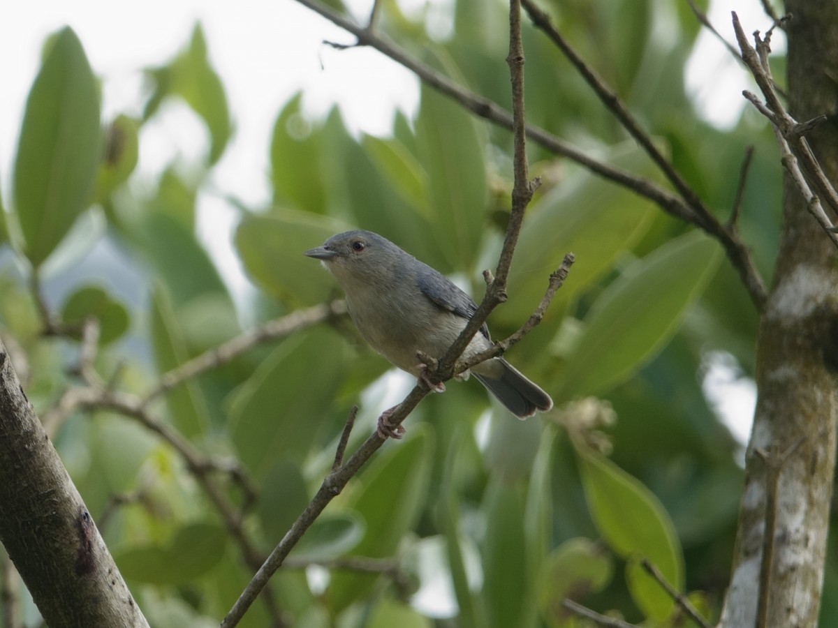 Тамаруго мангровий - ML646593869