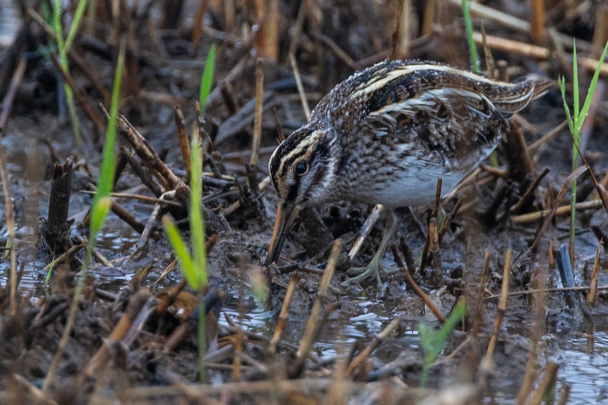 Zwergschnepfe - ML646593870