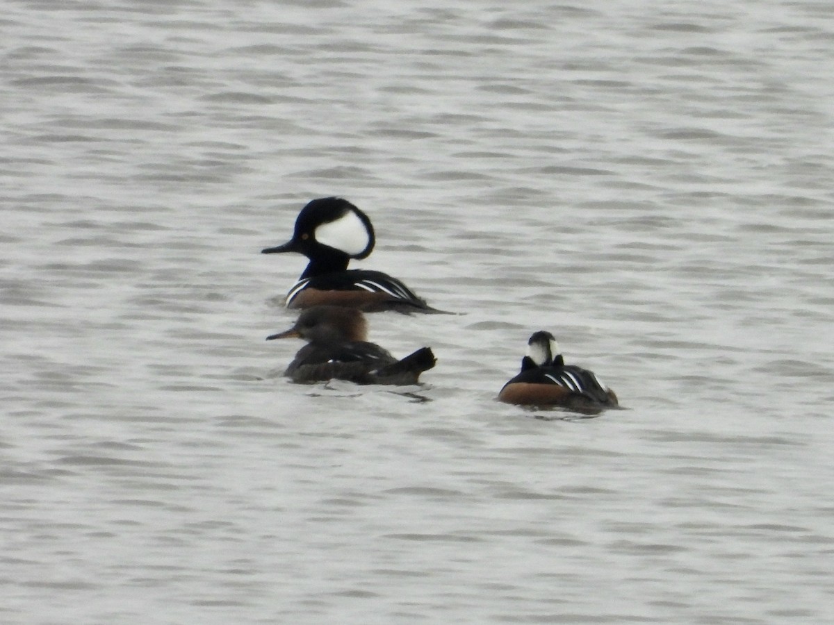 Hooded Merganser - ML646593872