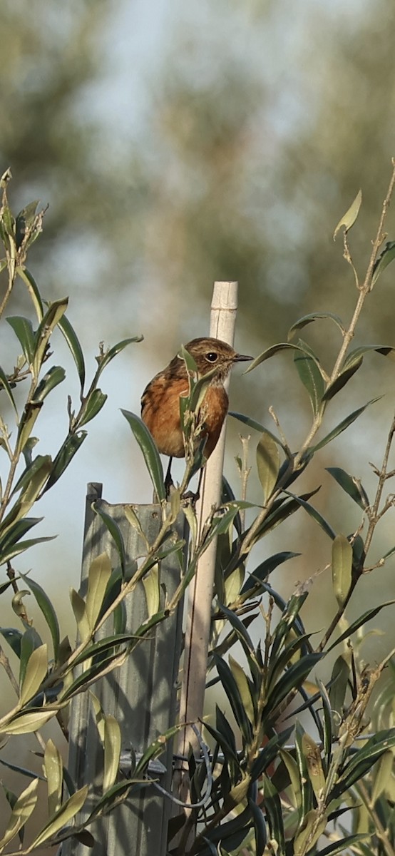 European Stonechat - ML646593888