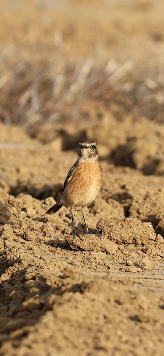 European Stonechat - ML646593889