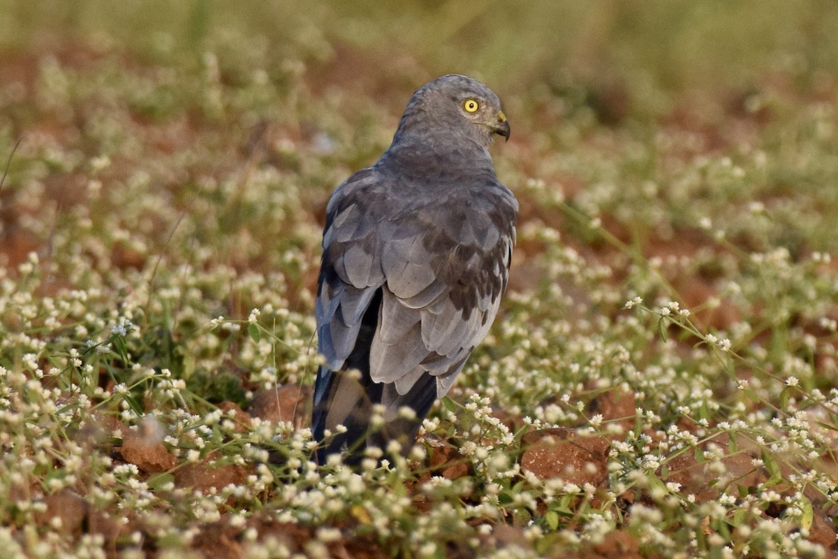 Montagu's Harrier - ML646593890