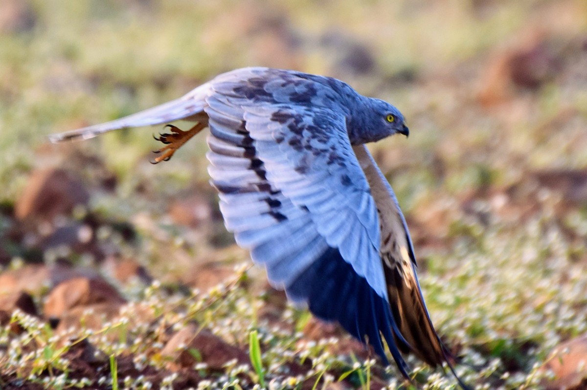 Montagu's Harrier - ML646593891