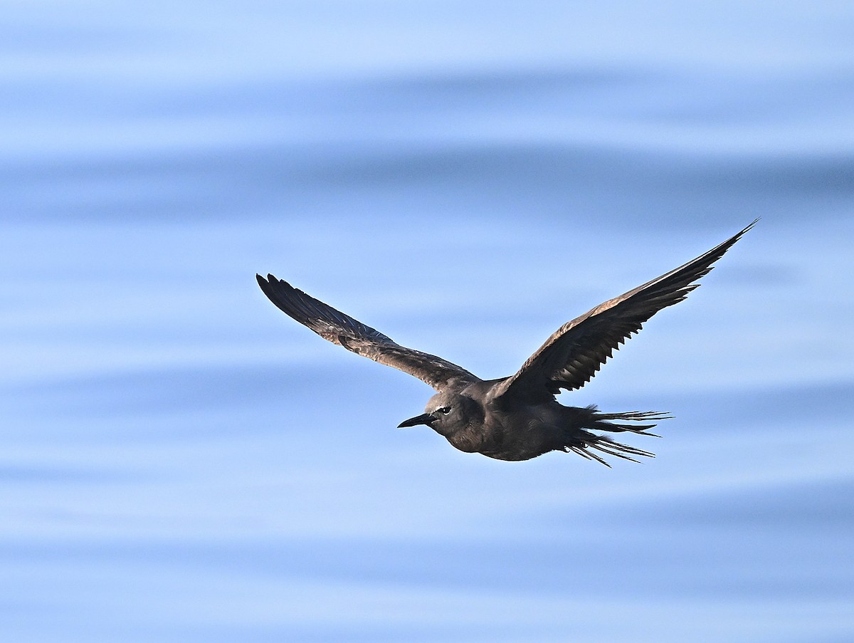 Бурая кланяющаяся крачка - ML646593893