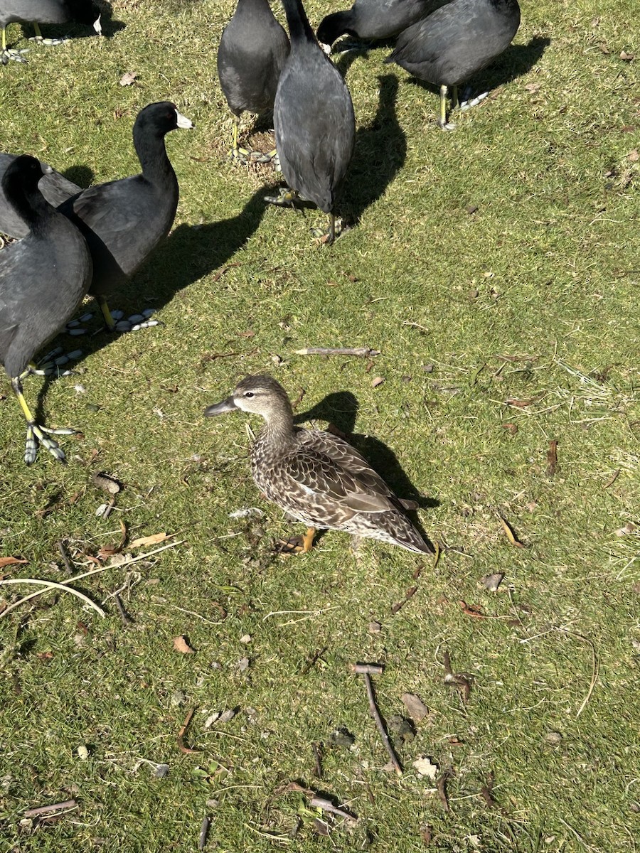 Синекрылый чирок - ML646593894