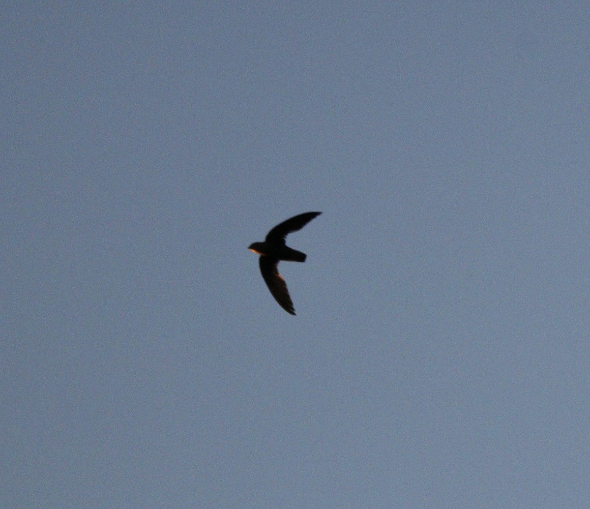 Sicksegler - ML646593895