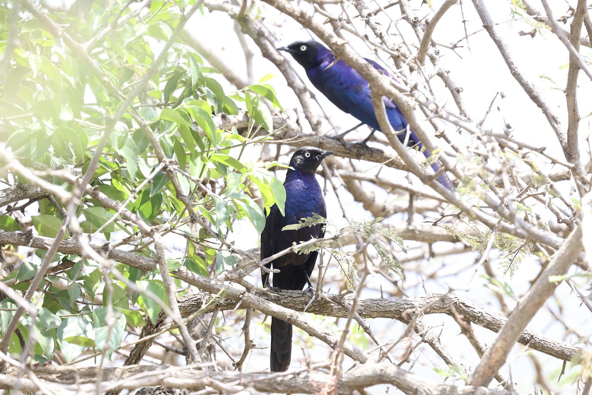 Rüppell's Starling - ML646593901