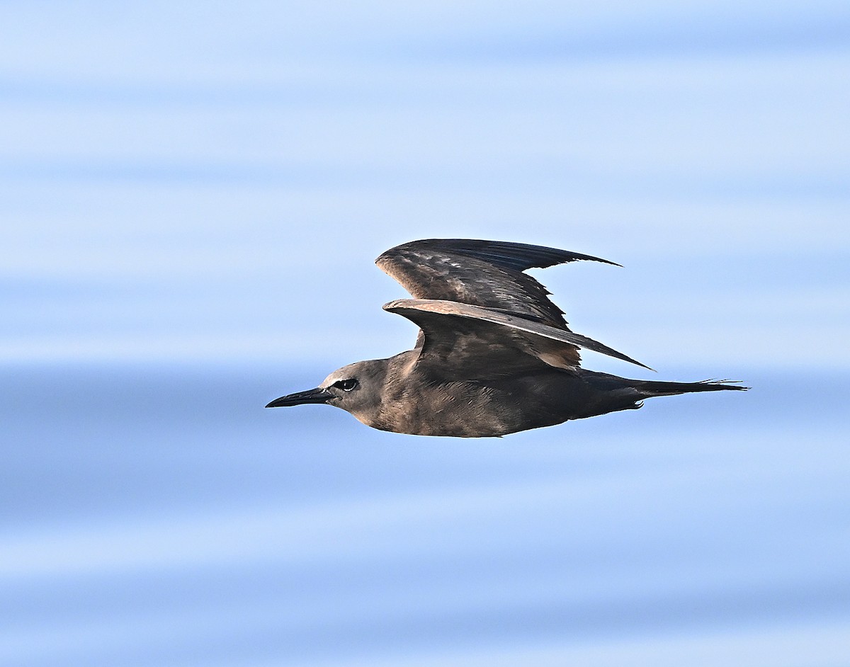 Бурая кланяющаяся крачка - ML646593903