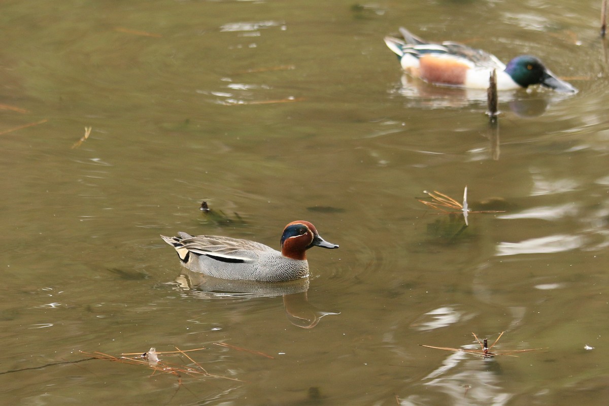 小水鴨(crecca) - ML646593904