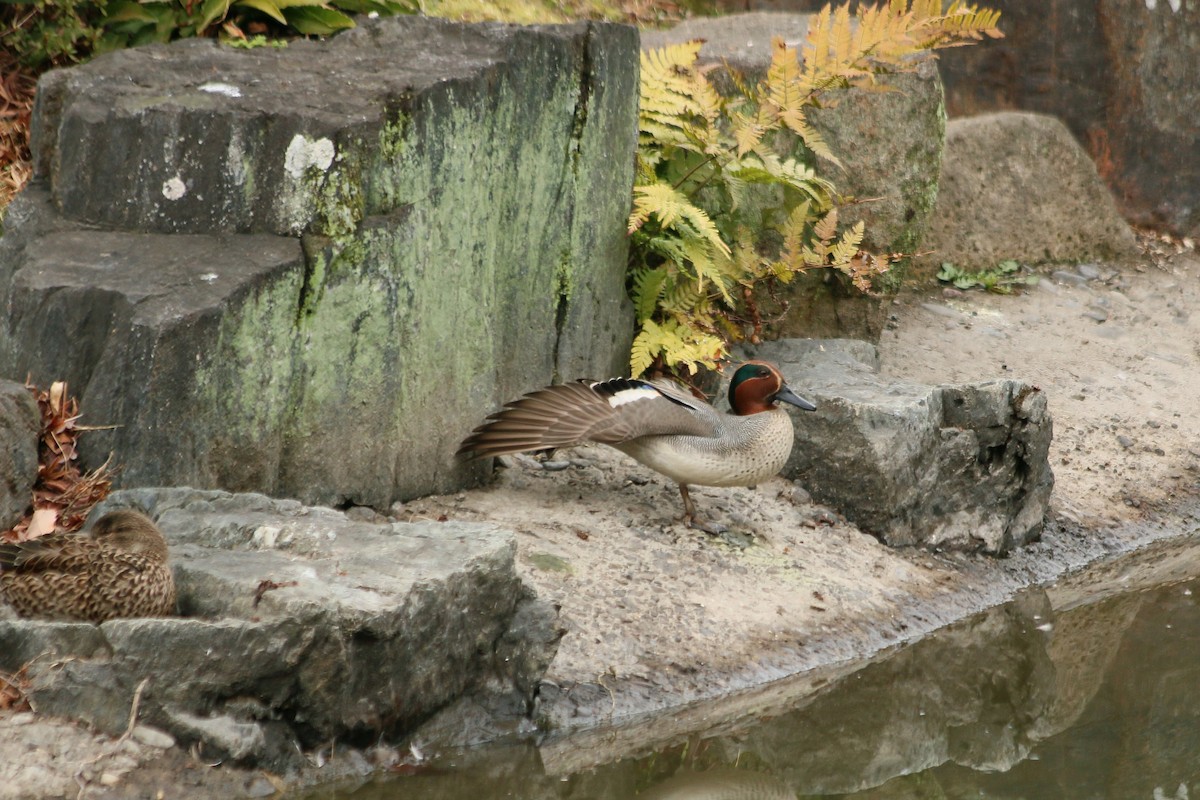 小水鴨(crecca) - ML646593905