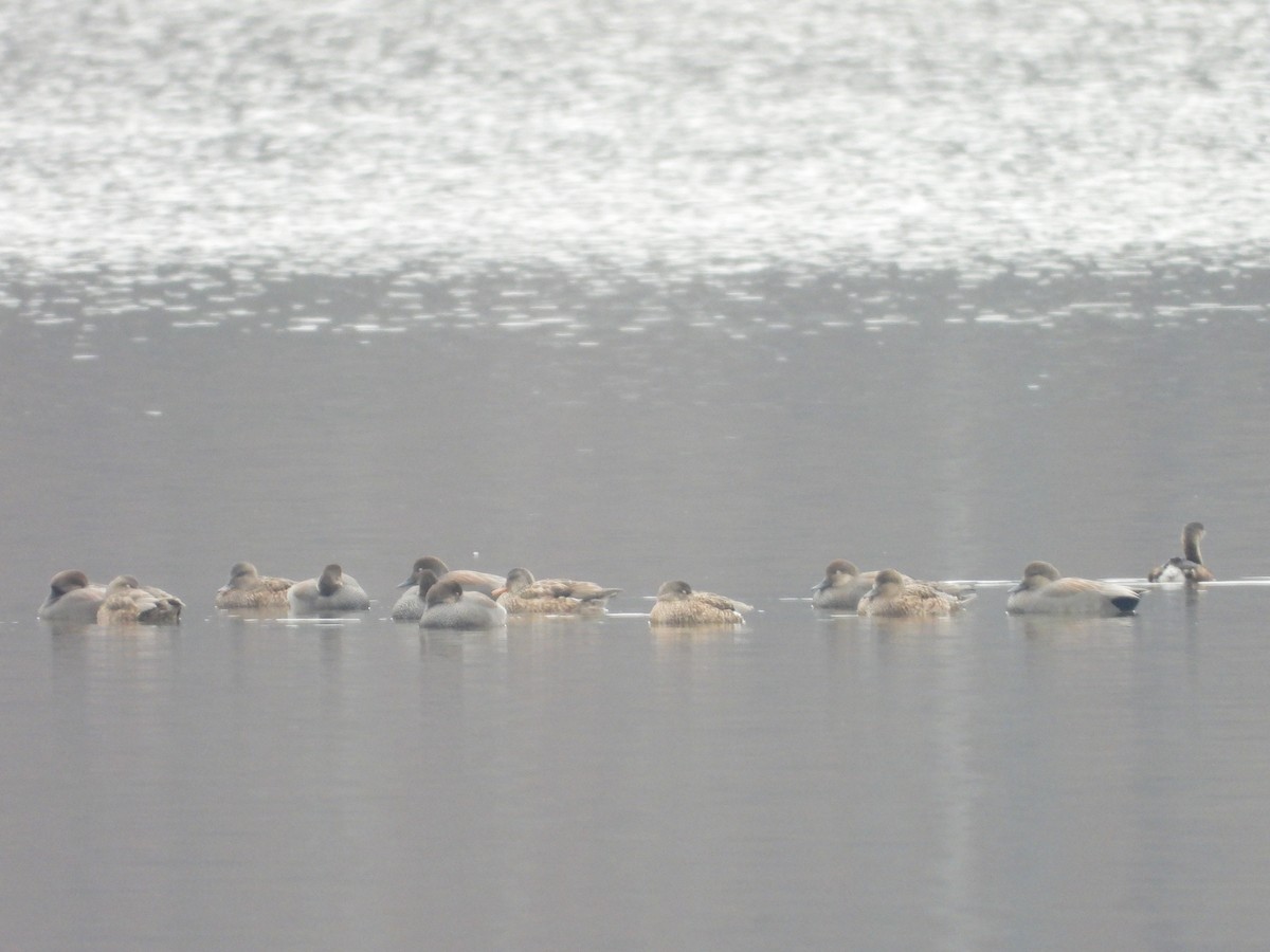 Gadwall - ML646593907