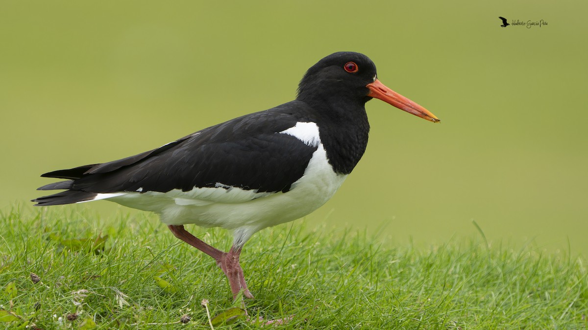 Eurasian Oystercatcher - ML646593909
