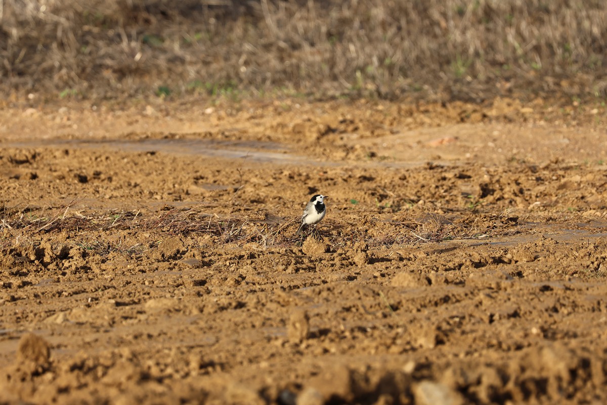 konipas bílý - ML646593910