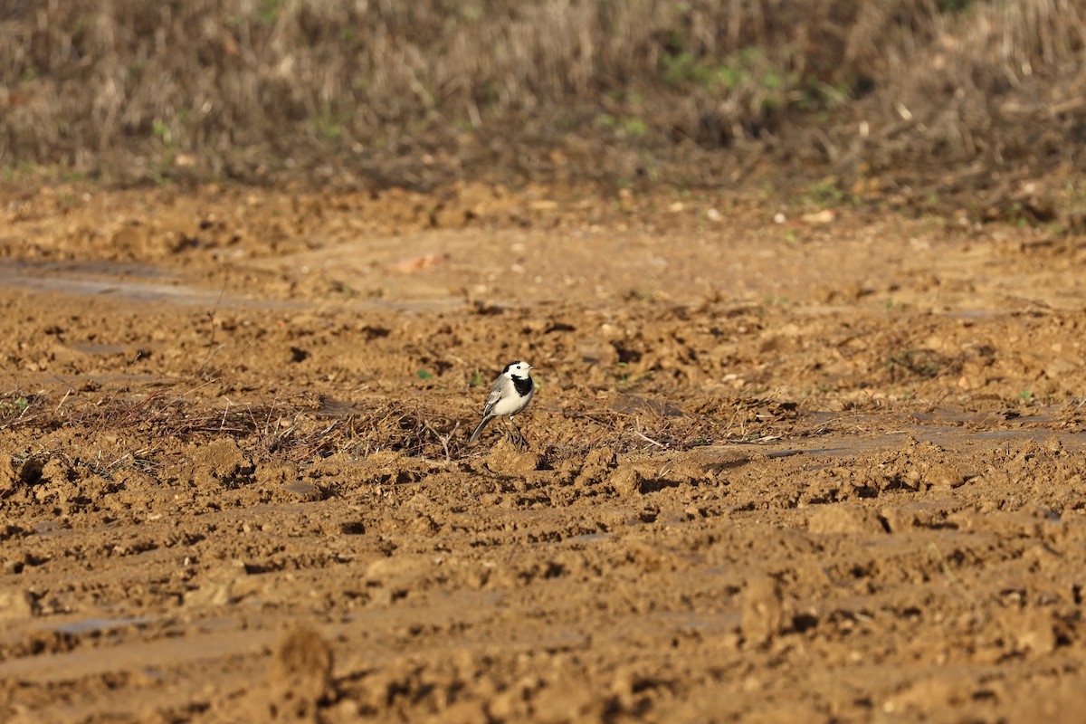 konipas bílý - ML646593911