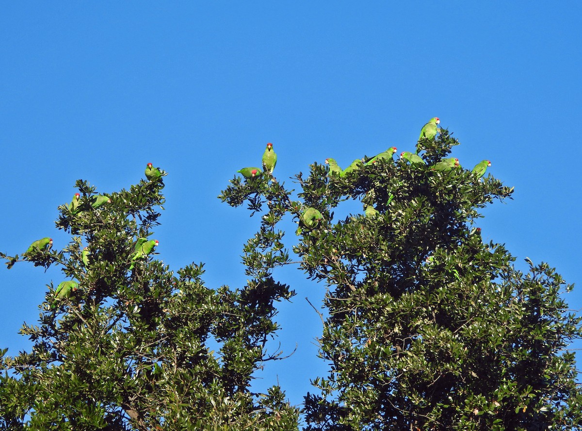 Red-crowned Amazon - ML646593914