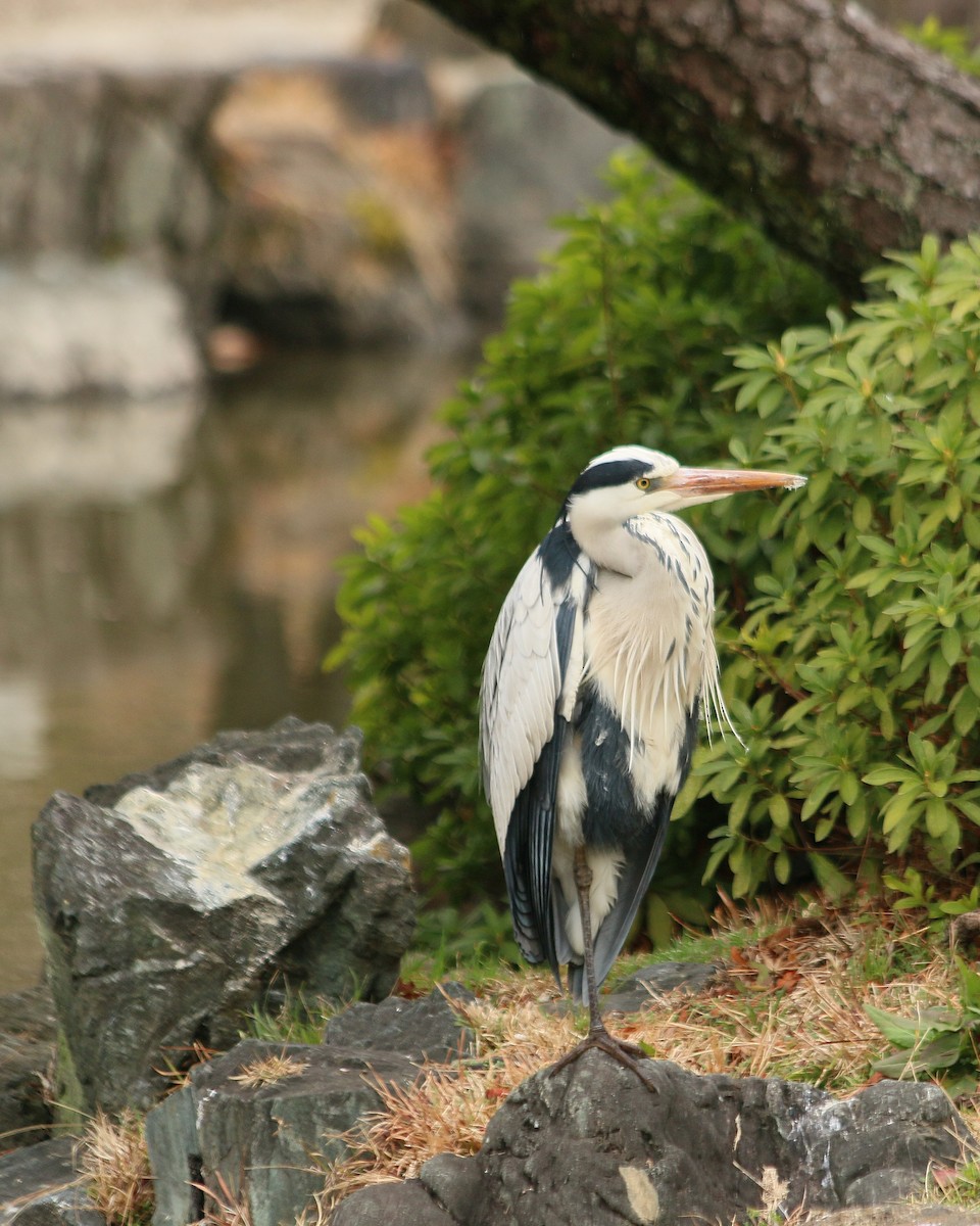 蒼鷺 - ML646593930