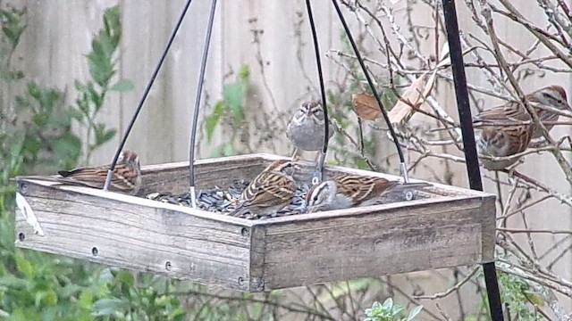 Chipping Sparrow - ML646593936
