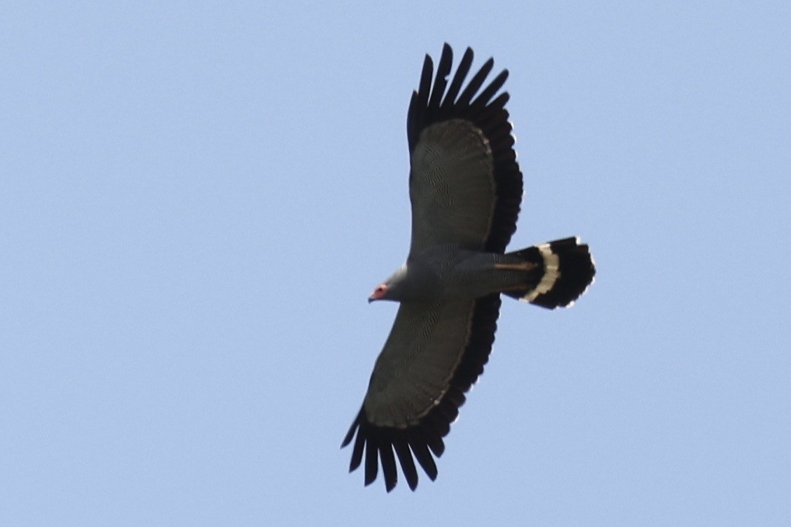 African Harrier-Hawk - ML646593937