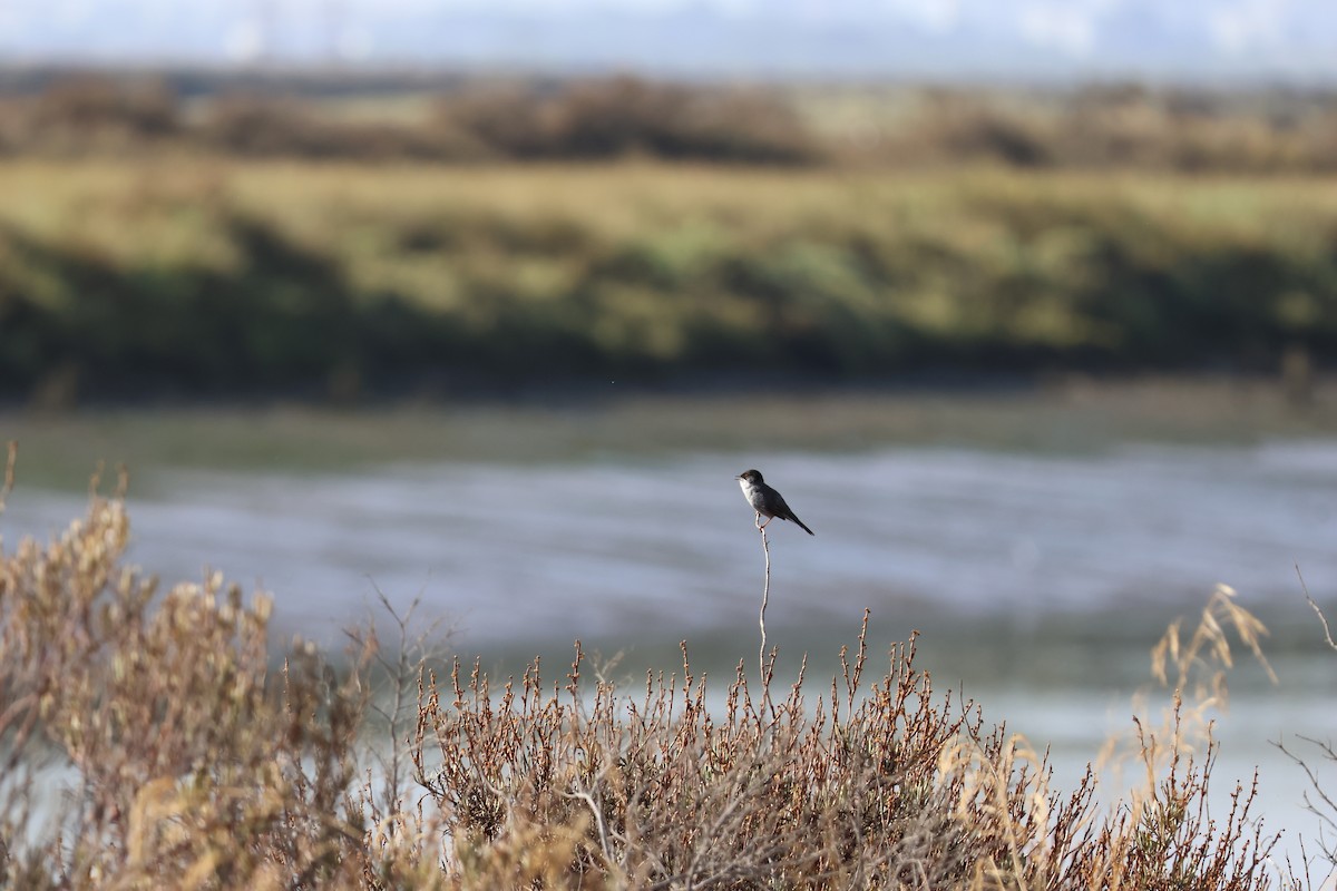 Средиземноморская славка - ML646593938