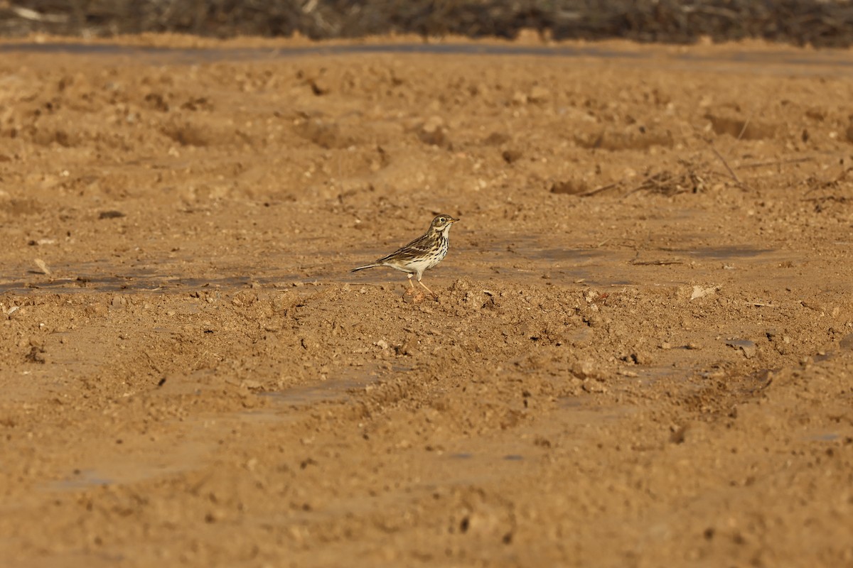 pipit sp. - ML646593939