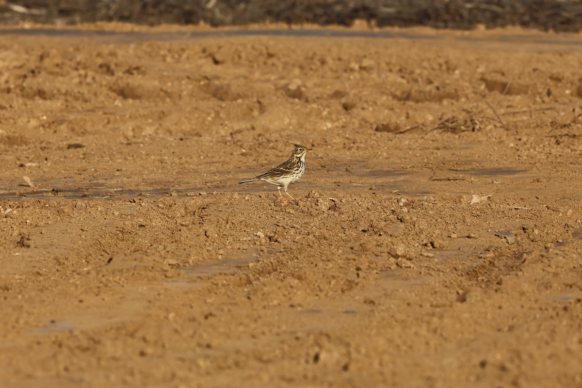 pipit sp. - ML646593940