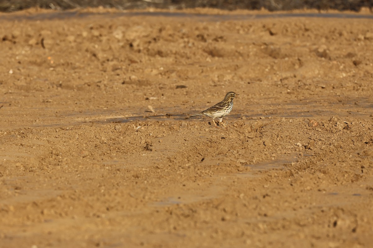 pipit sp. - ML646593941