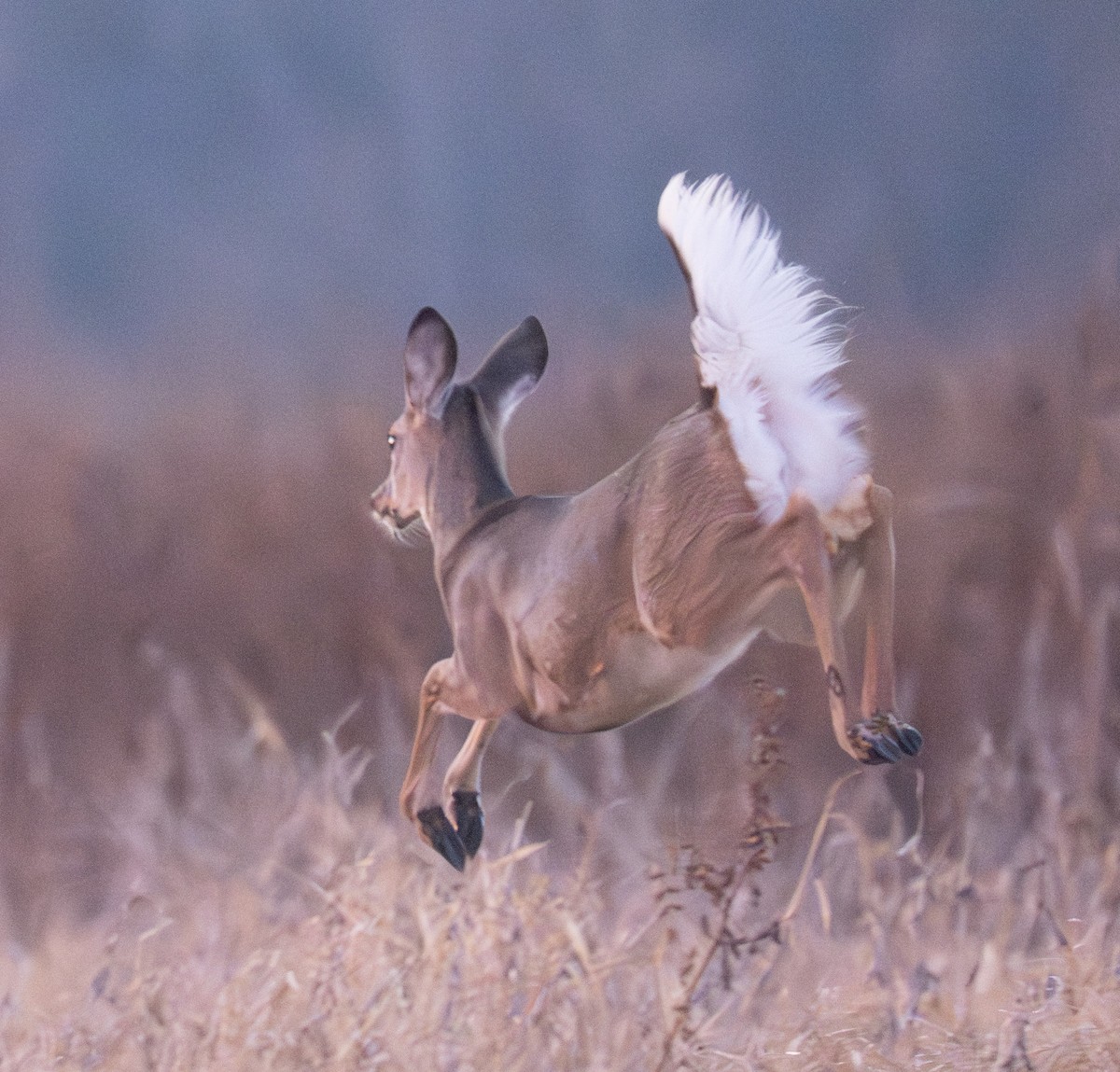 White-tailed Deer - ML646593942