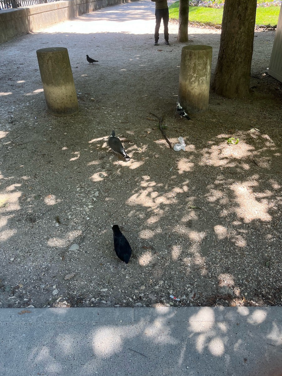 Paloma Torcaz - ML646593943