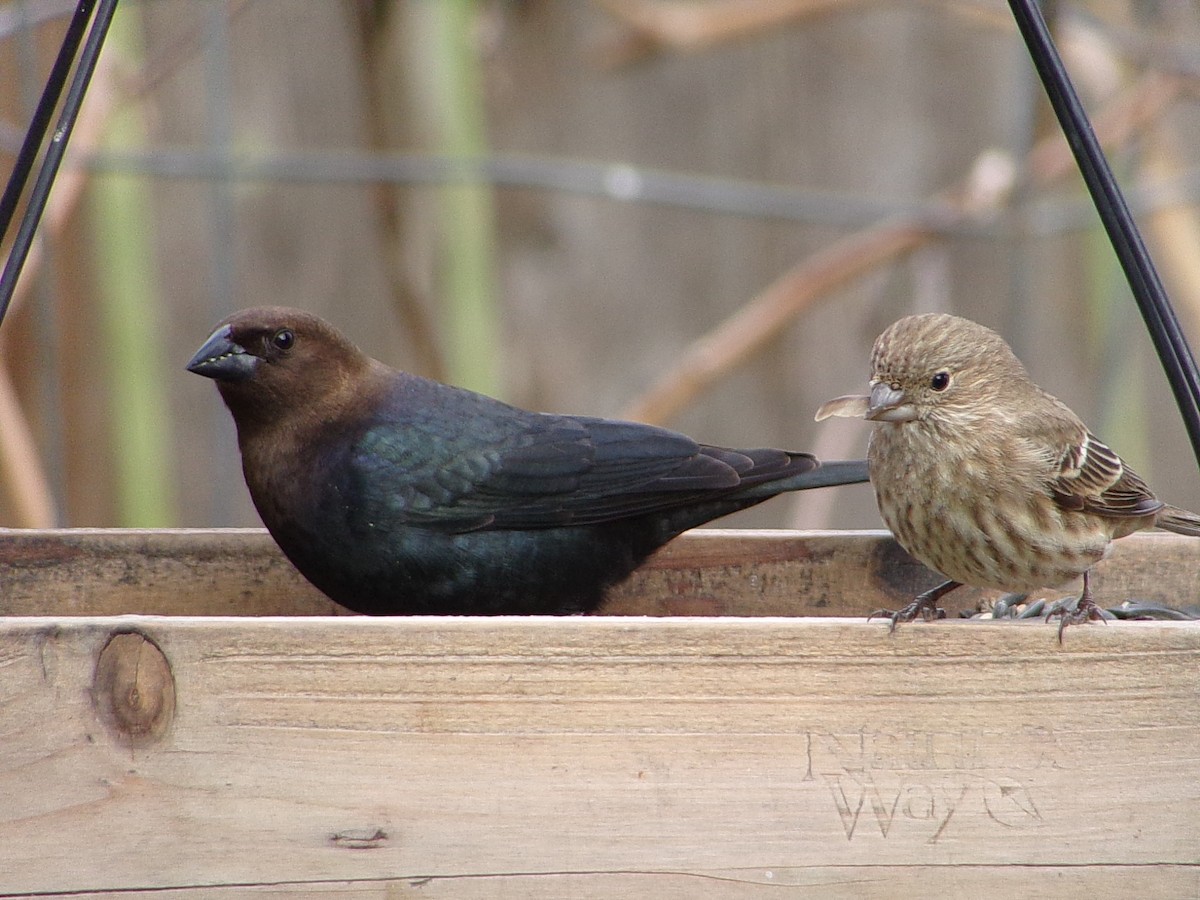 Brown-headed Cowbird - ML646593945