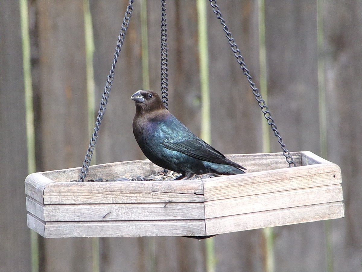 Brown-headed Cowbird - ML646593948
