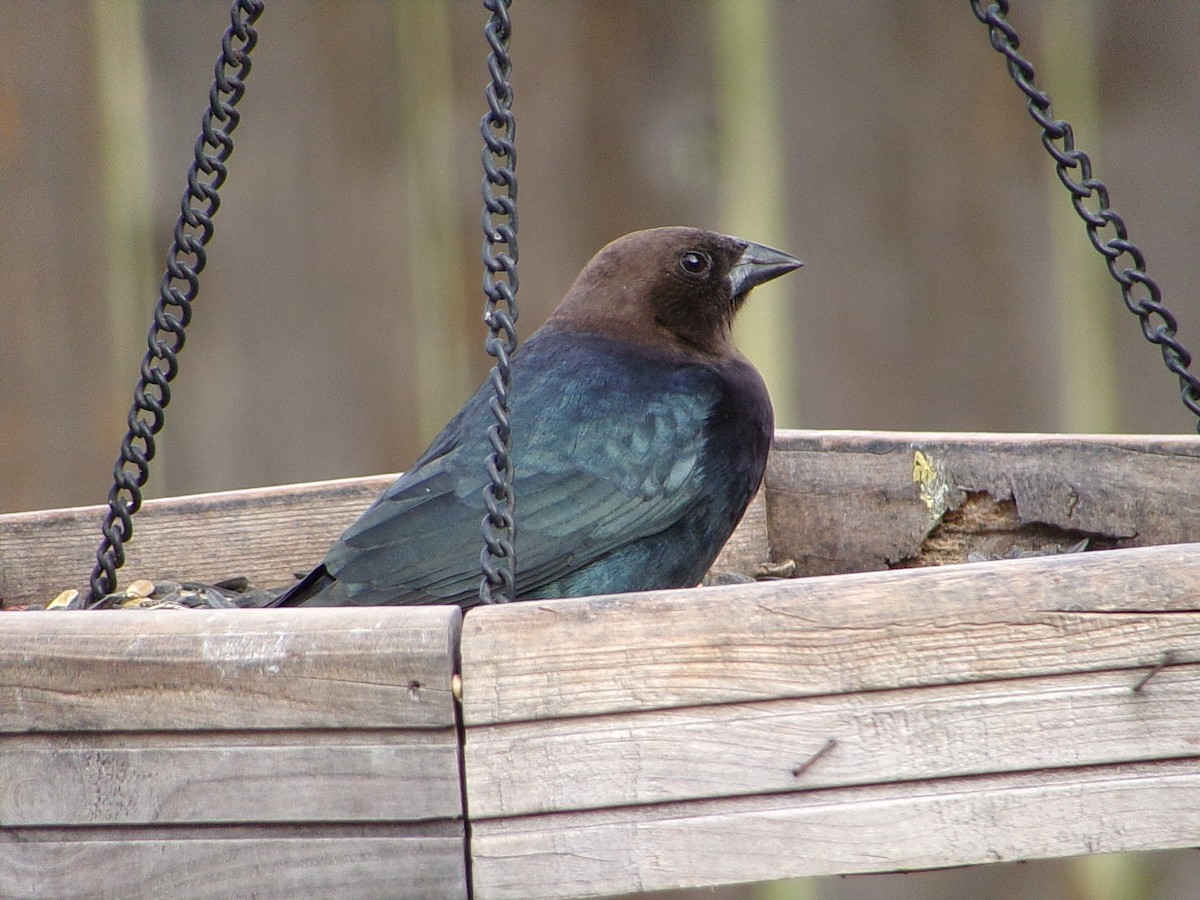 Brown-headed Cowbird - ML646593949