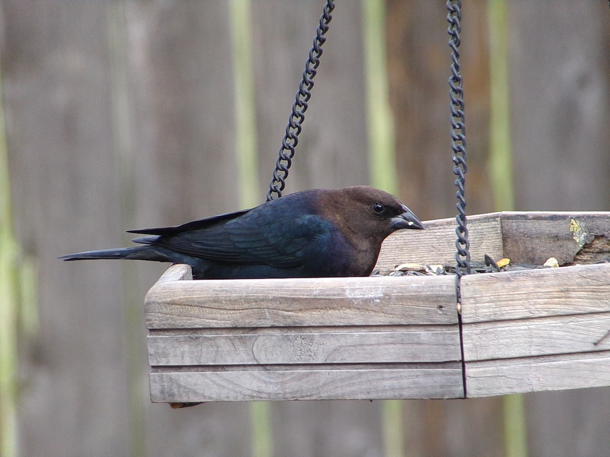 Brown-headed Cowbird - ML646593952