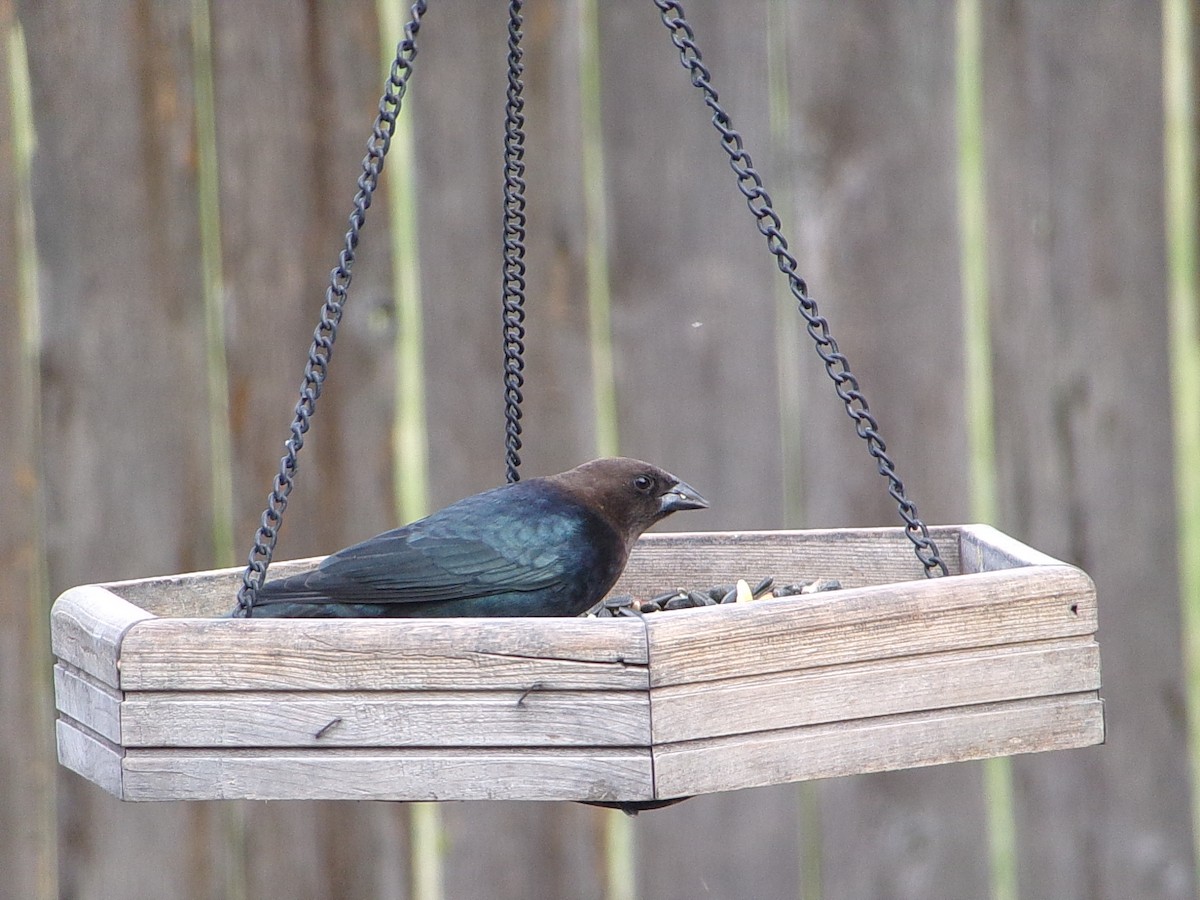 Brown-headed Cowbird - ML646593953
