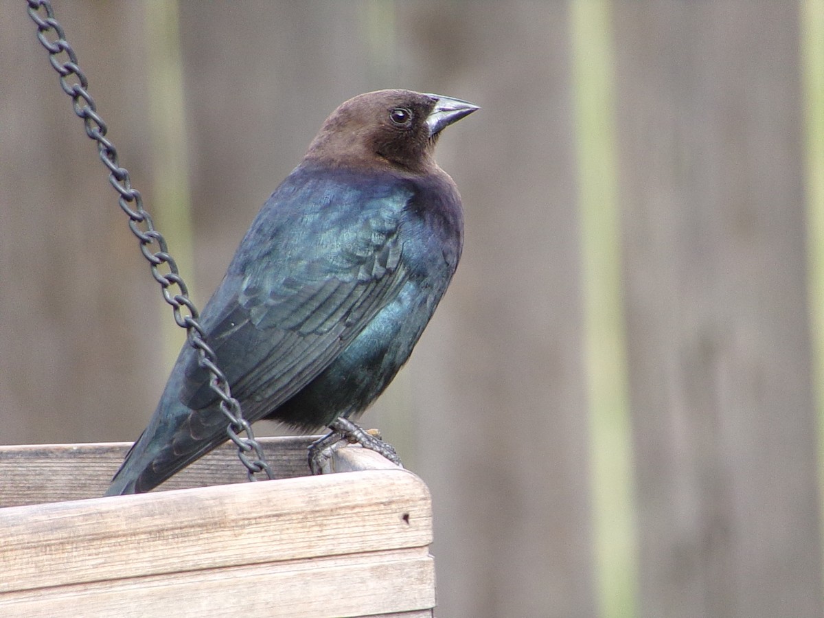 Brown-headed Cowbird - ML646593954