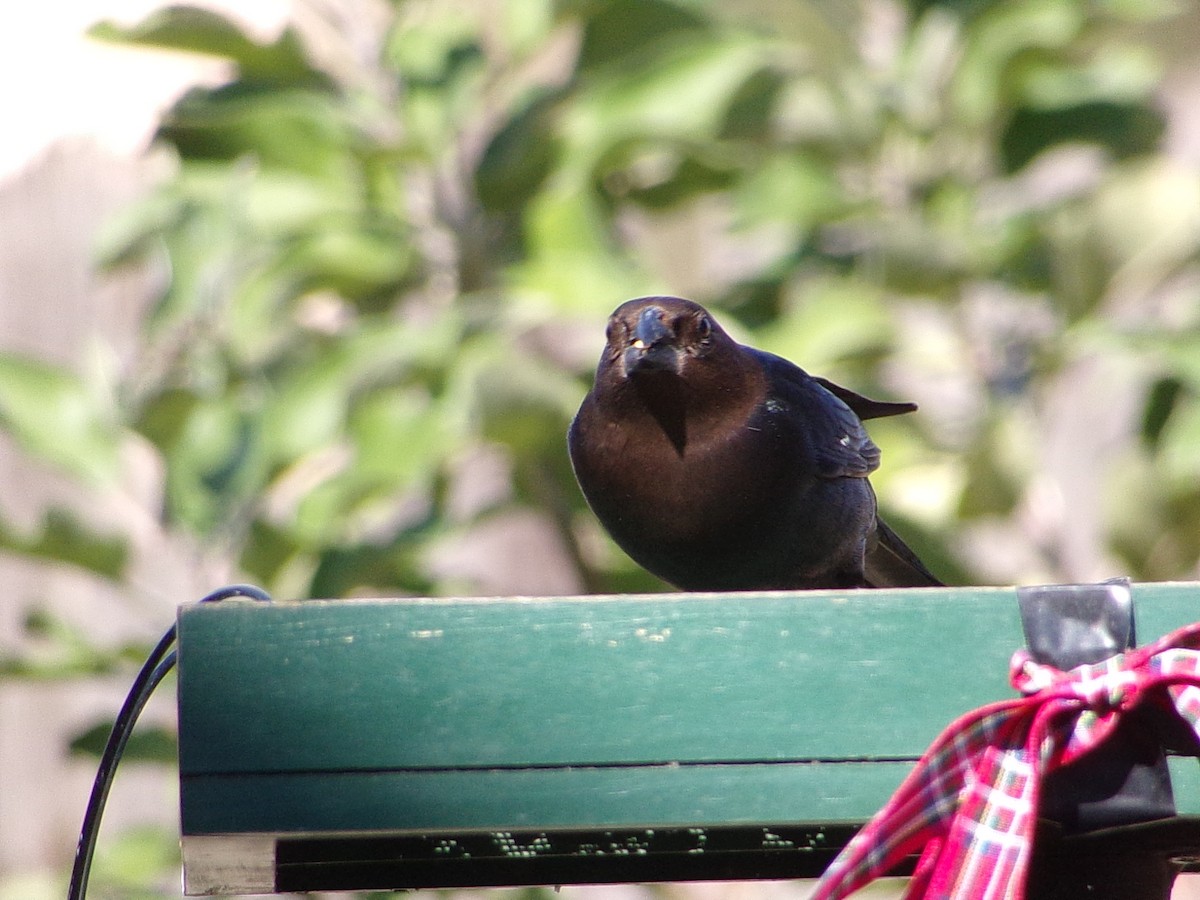Brown-headed Cowbird - ML646593955