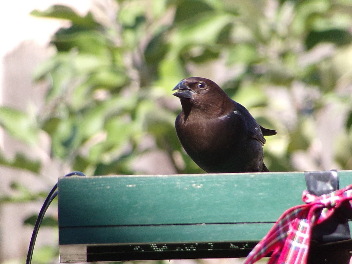 Brown-headed Cowbird - ML646593956