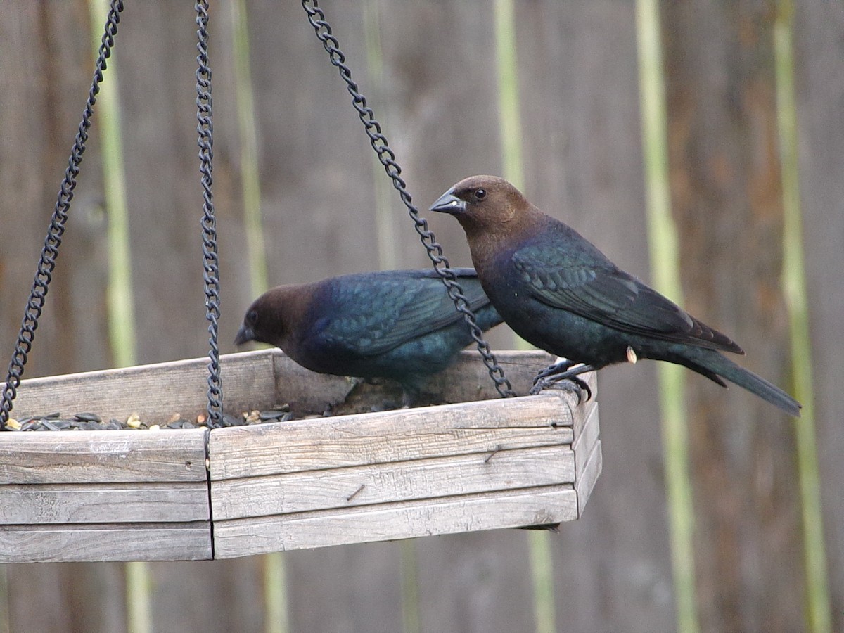 Brown-headed Cowbird - ML646593957