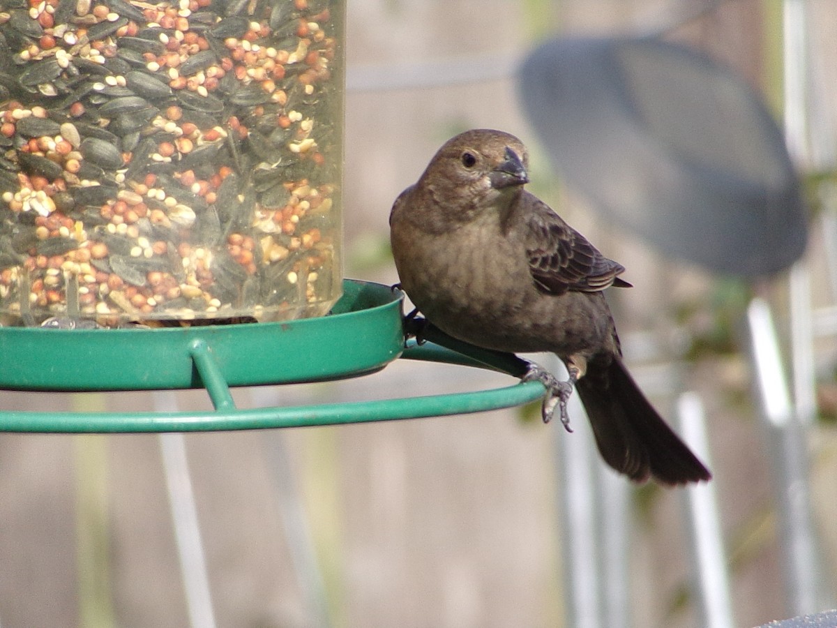 Brown-headed Cowbird - ML646593958