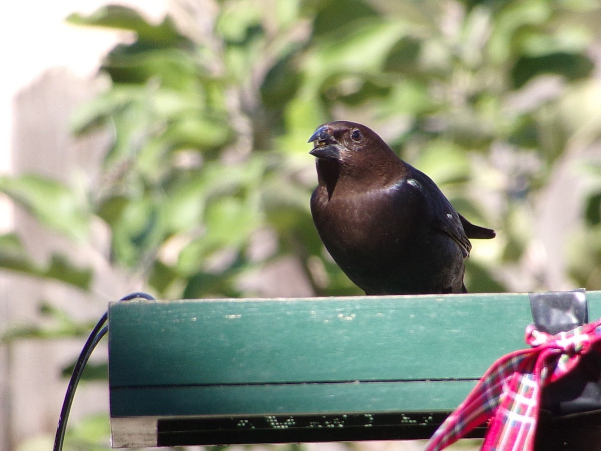 Brown-headed Cowbird - ML646593959