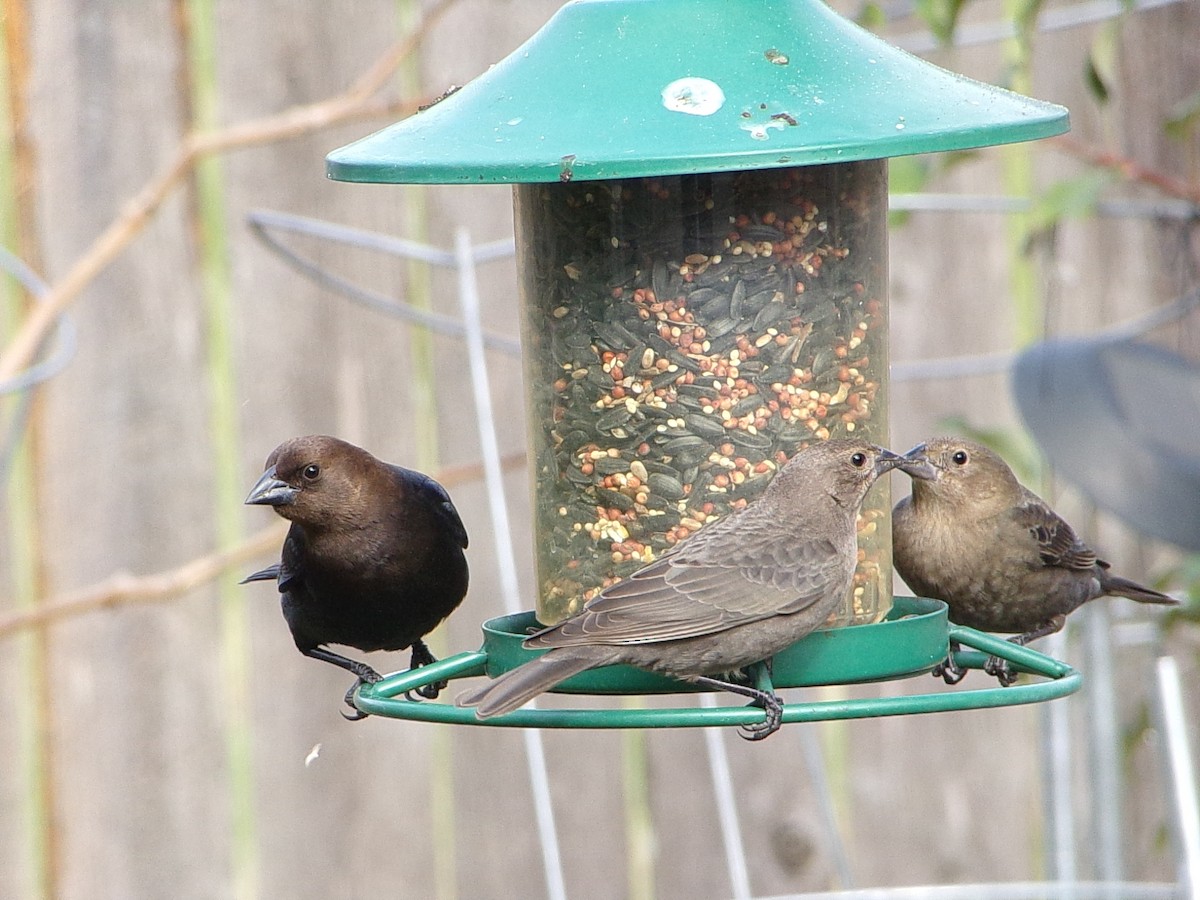 Brown-headed Cowbird - ML646593960