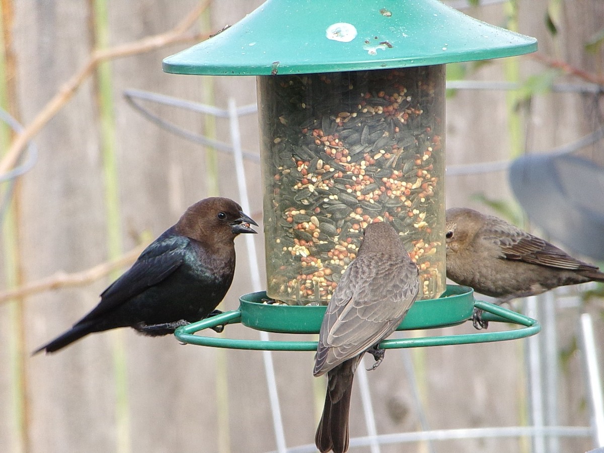 Brown-headed Cowbird - ML646593961