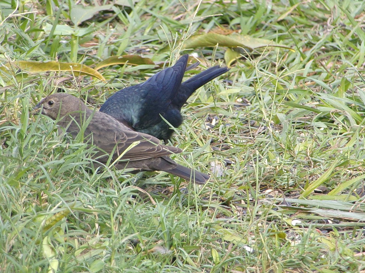 Brown-headed Cowbird - ML646593962