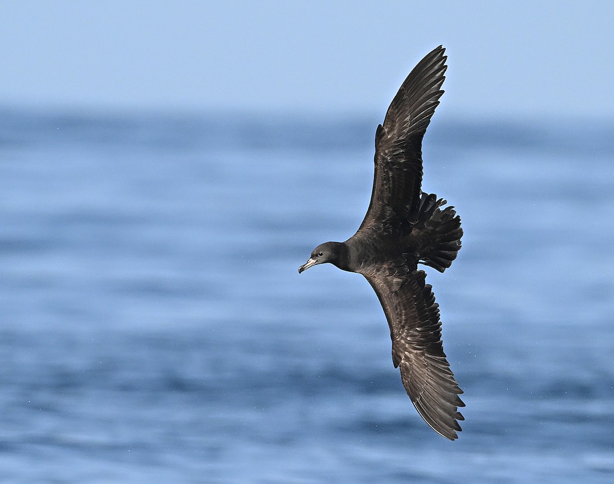 Flesh-footed Shearwater - ML646593963