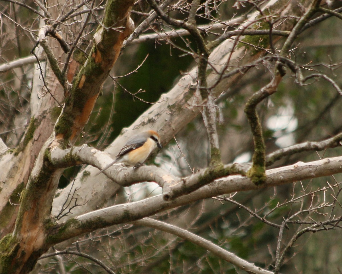 Bull-headed Shrike - ML646593964