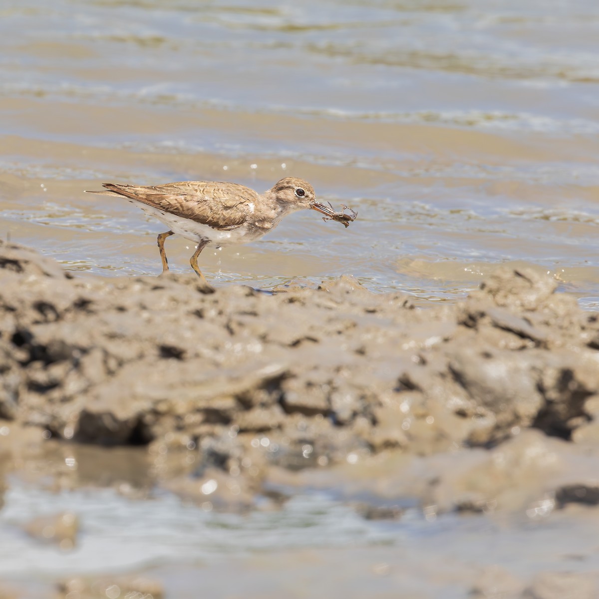 Spotted Sandpiper - ML646593965