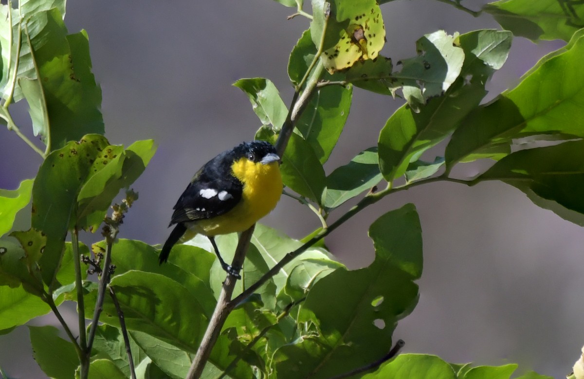 Common Iora - ML646593966