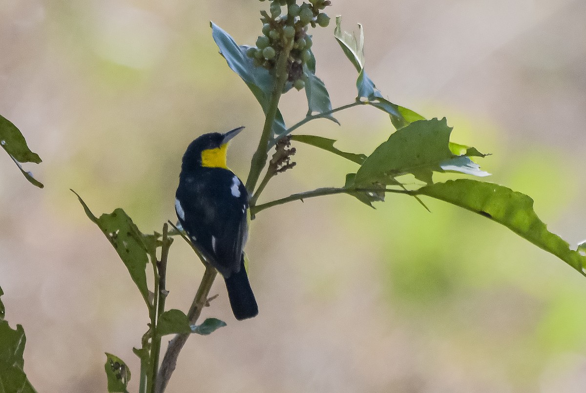 Common Iora - ML646593967