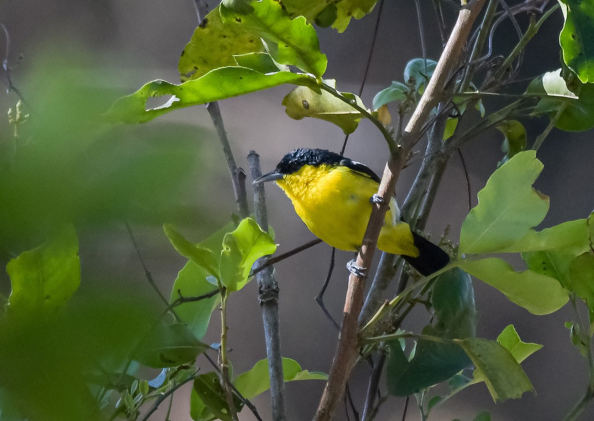 Common Iora - ML646593968