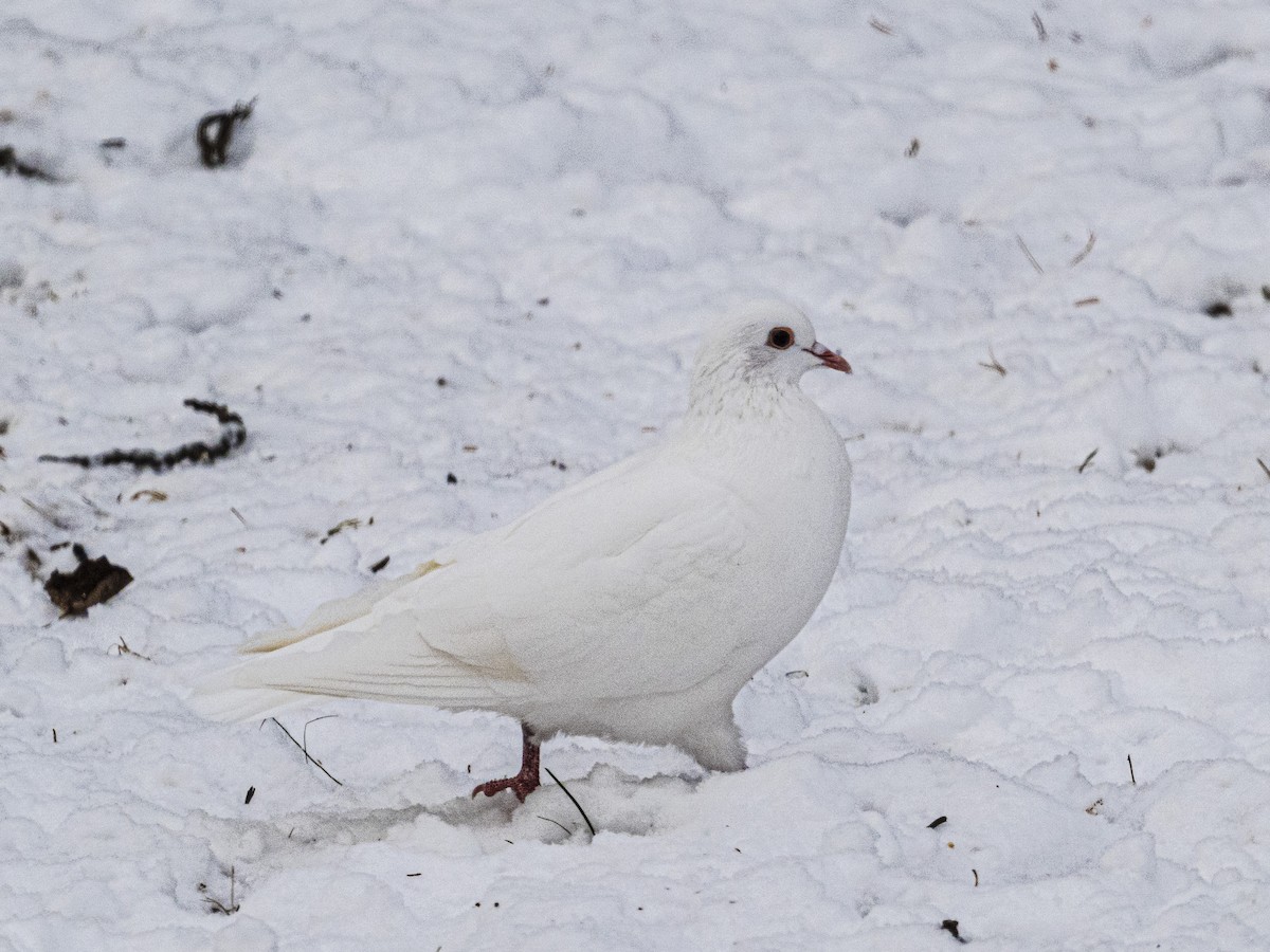 Rock Pigeon (Feral Pigeon) - ML646593970